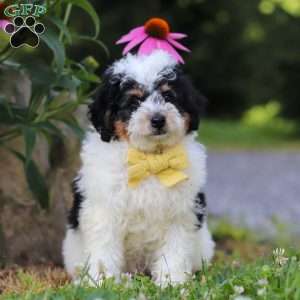 Tundra, Mini Bernedoodle Puppy